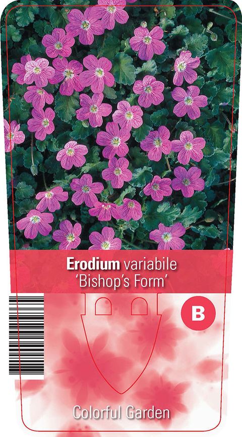 Erodium x variabile 'Bishop's Form'