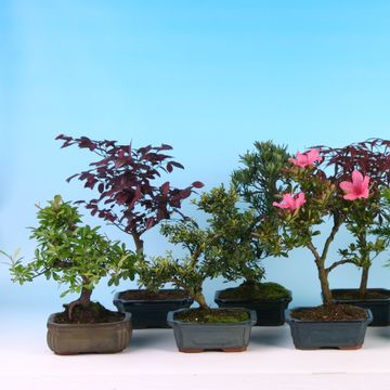 Bonsai MIX