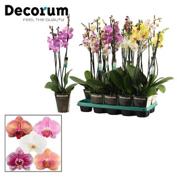 Phalaenopsis MIX