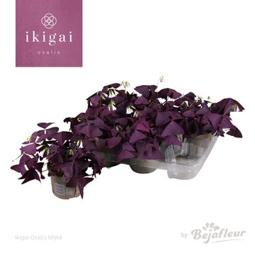 Oxalis triangularis 'Mijke'