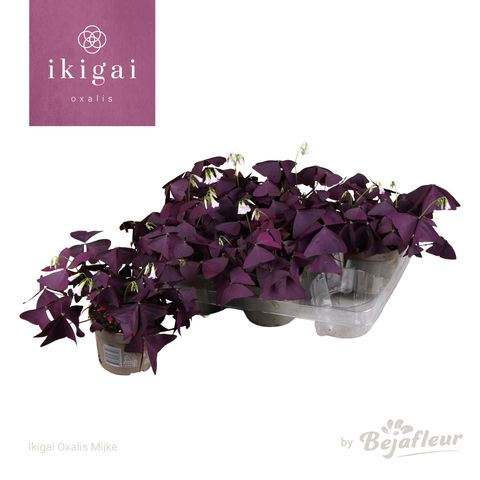 Oxalis triangularis 'Mijke'