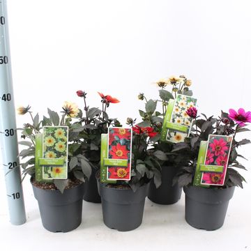 Dahlia HAPPY DAYS MIX