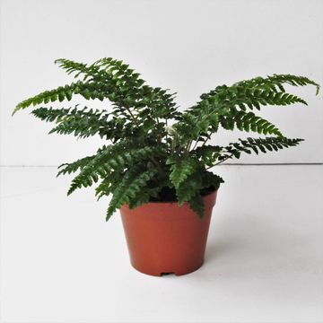 Polystichum polyblepharum