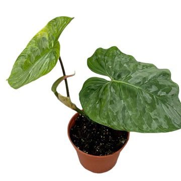 Philodendron 'Majestic'