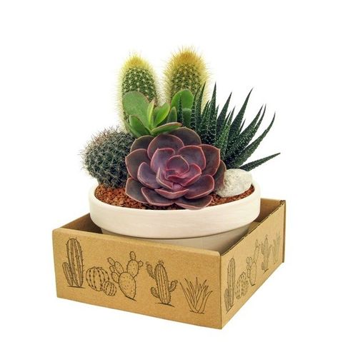 Arrangemang Cactus/Succulent