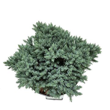 Juniperus squamata 'Blue Star'