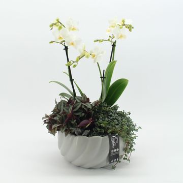 Arrangement Phalaenopsis