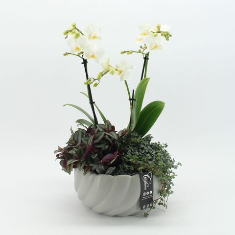 Arrangement Phalaenopsis