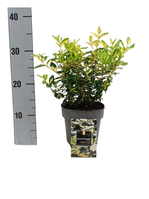 Euonymus fortunei BLONDY