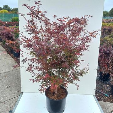Acer palmatum 'Hime-shojô'