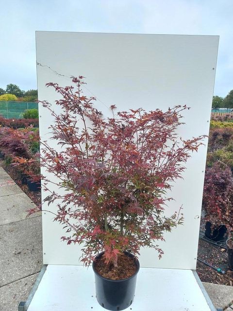Acer palmatum 'Hime-shojô'
