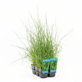 Juncus effusus spiralis