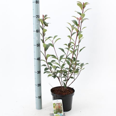 Photinia x fraseri 'Robusta Compacta'