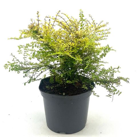 Lonicera nitida 'Baggesen's Gold'
