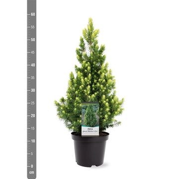 Picea glauca 'Rainbow's End'