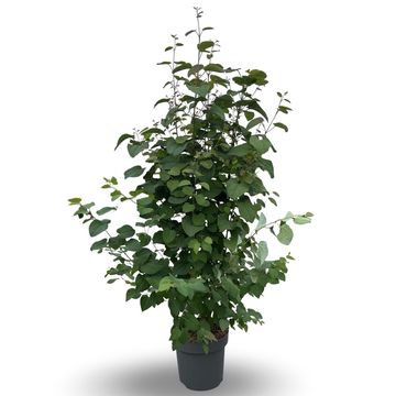 Cercidiphyllum japonicum