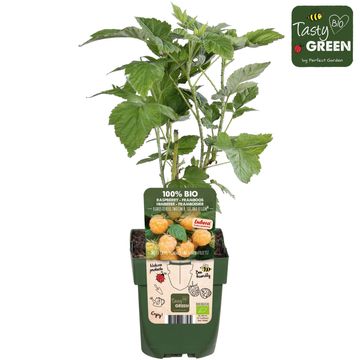 Rubus idaeus TWOTIMER SUGANA YELLOW