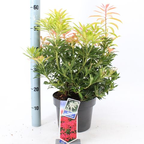 Pieris 'Forest Flame'