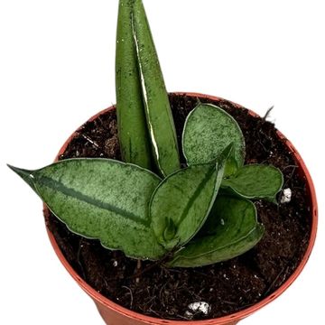 Sansevieria 'Rookie'