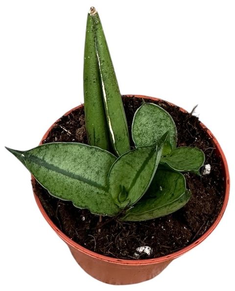 Sansevieria 'Rookie'