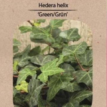 Hedera helix