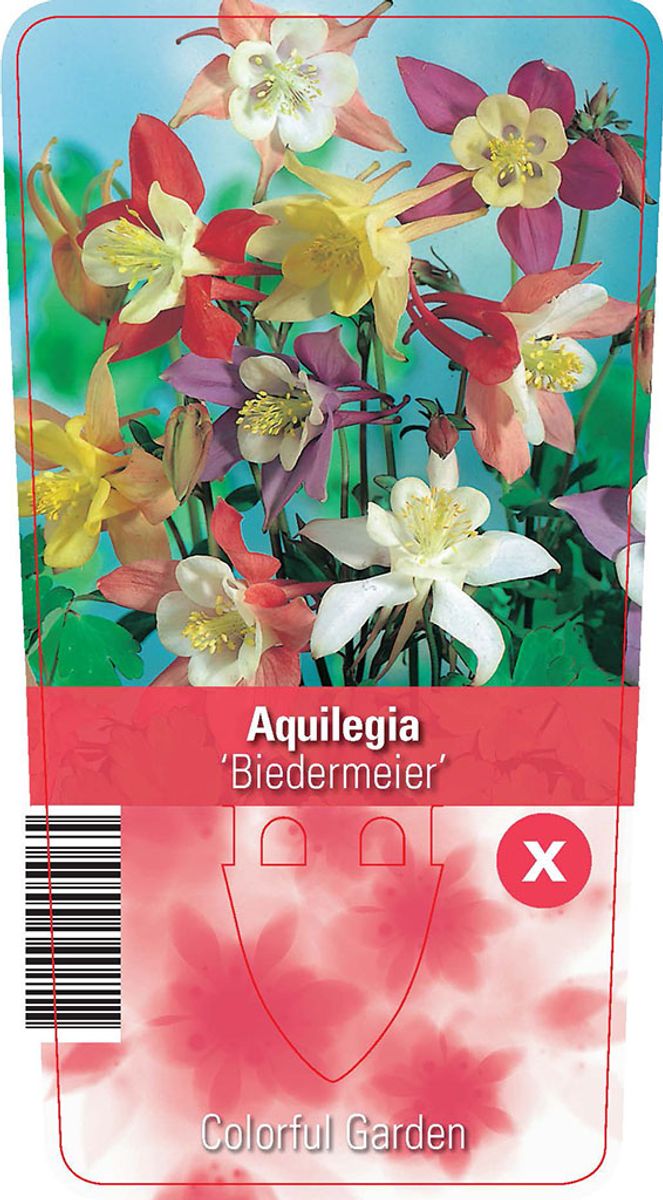 Aquilegia 'Biedermeier' — Plant Wholesale FlorAccess