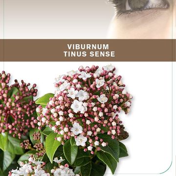 Viburnum tinus