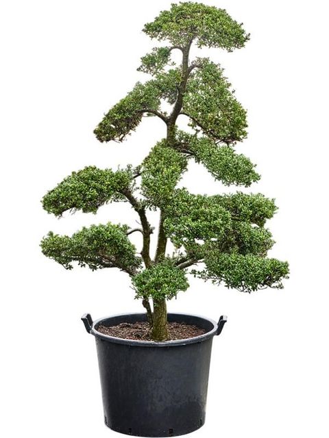 Ilex crenata 'Kinme'