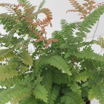 Adiantum hispidulum