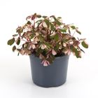 Oxalis vulcanicola 'Plum Crazy'