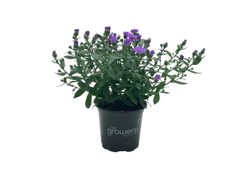 Aster 'Victoria Wilma'