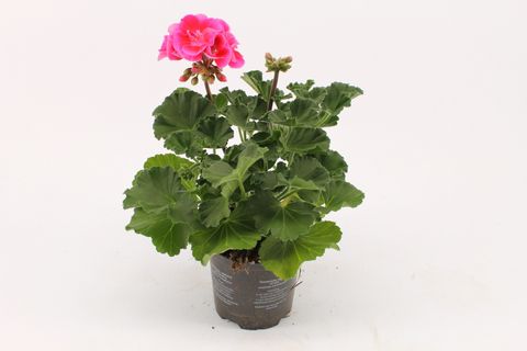 Pelargonium VINETA