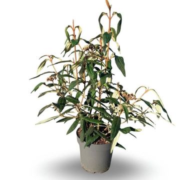 Viburnum rhytidophyllum