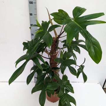 Philodendron FLORIDA GREEN