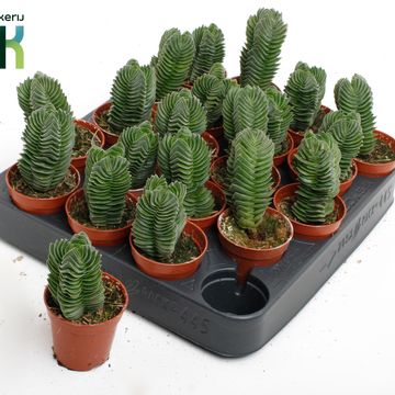 Crassula 'Buddha's Temple'