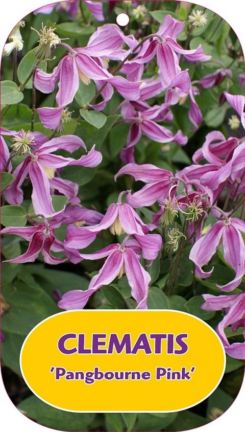 Clematis 'Pangbourne Pink' (I)