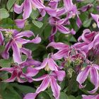 Clematis 'Pangbourne Pink' (I)