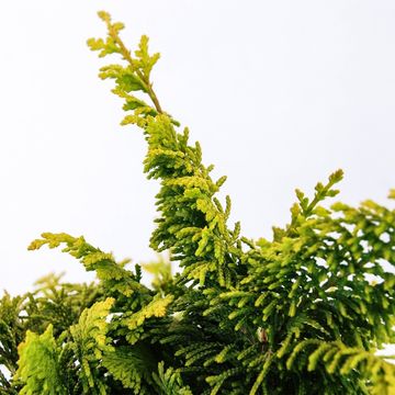 Chamaecyparis obtusa 'Fernspray Gold'
