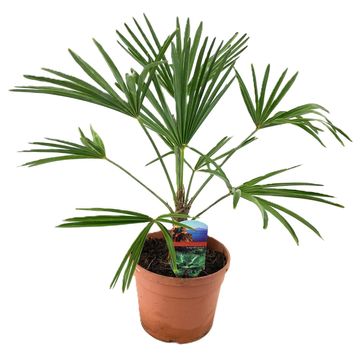 Trachycarpus wagnerianus