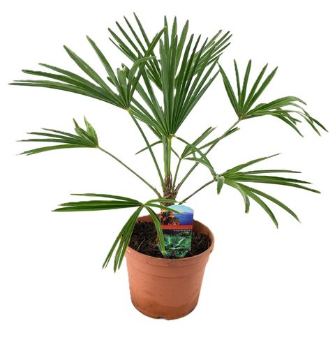 Trachycarpus wagnerianus