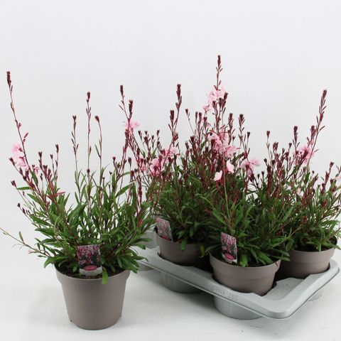 Gaura lindheimeri BELLEZA EARLY PINK