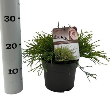 Chamaecyparis pisifera 'Sungold'