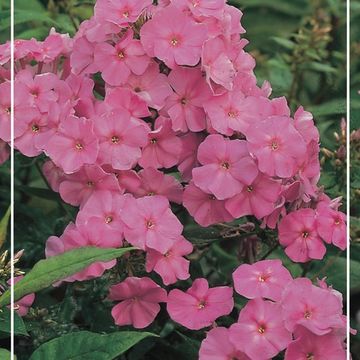 Phlox 'Pinky Hill'