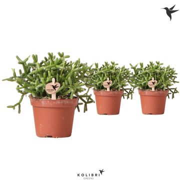 Rhipsalis cereuscula GOLD