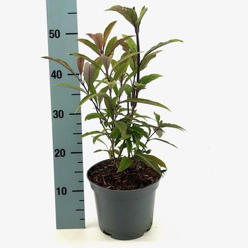 Callicarpa kwangtungensis