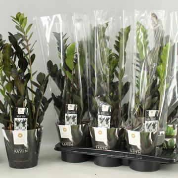Zamioculcas zamiifolia RAVEN