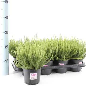 Calluna vulgaris GARDEN GIRLS MADONNA