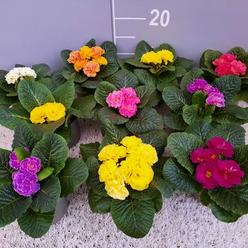 Primula QUEEN MIX