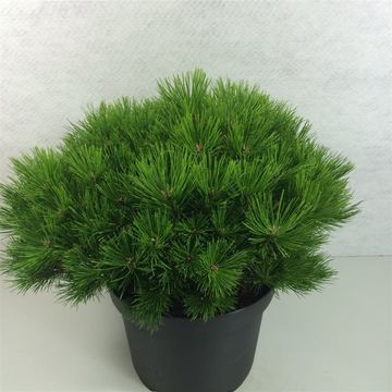 Pinus densiflora 'Low Glow'