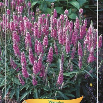 Veronica spicata 'Rosa Zwerg'